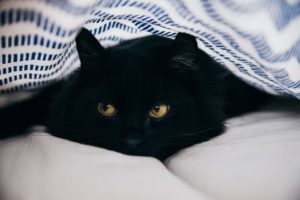 横目で見ている黒い猫
